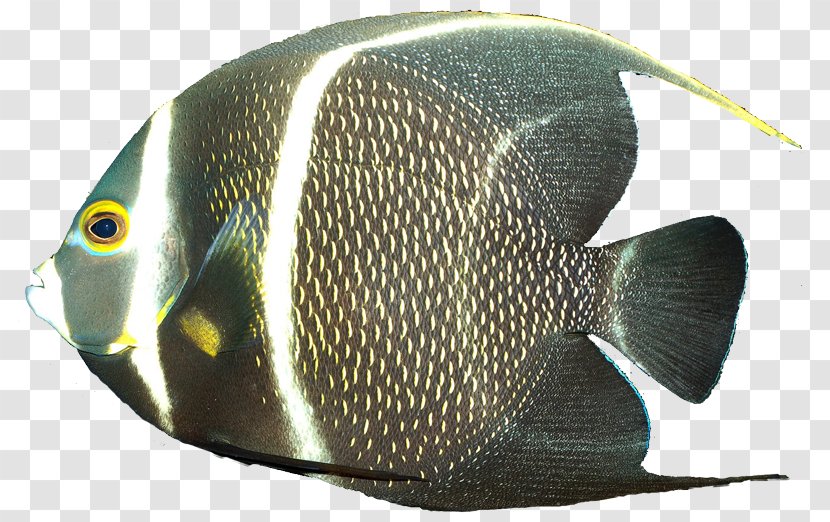 French Angelfish Gray Queen - Fish Transparent PNG