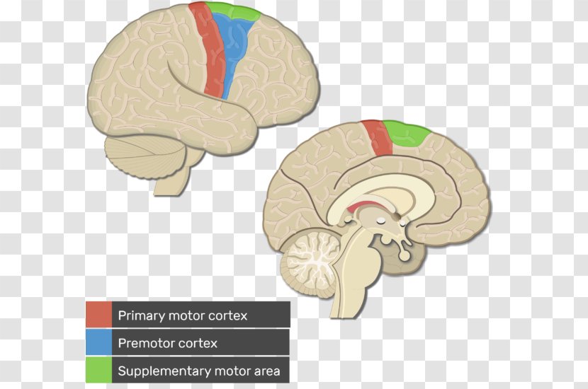 Cerebral Cortex Primary Motor Visual Premotor - Heart - Brain Transparent PNG