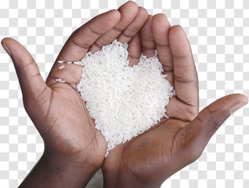 Rice Microsoft PowerPoint Presentation Oryza Sativa Software - Commodity Transparent PNG