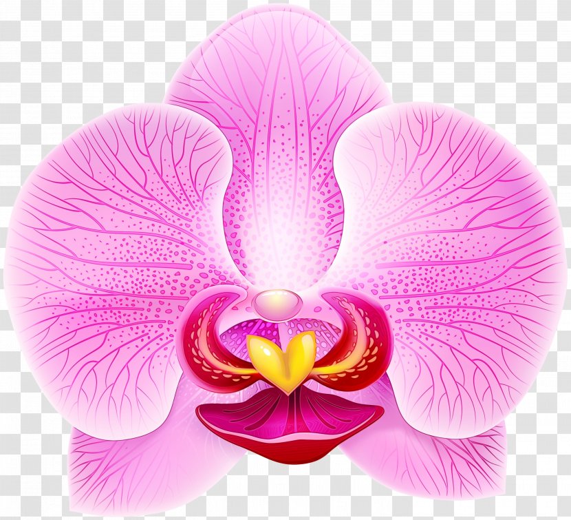 Flowering Plant Petal Flower Moth Orchid Pink - Magenta Transparent PNG