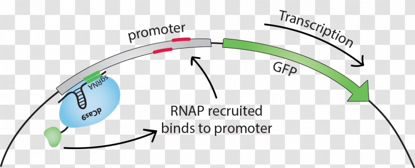 DCas9 Activation System Promoter Transcription Factor Green Fluorescent Protein - Heart Transparent PNG