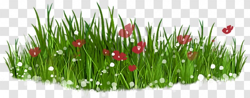 Clip Art Openclipart Image Lawn Free Content - Grass Hd Transparent PNG