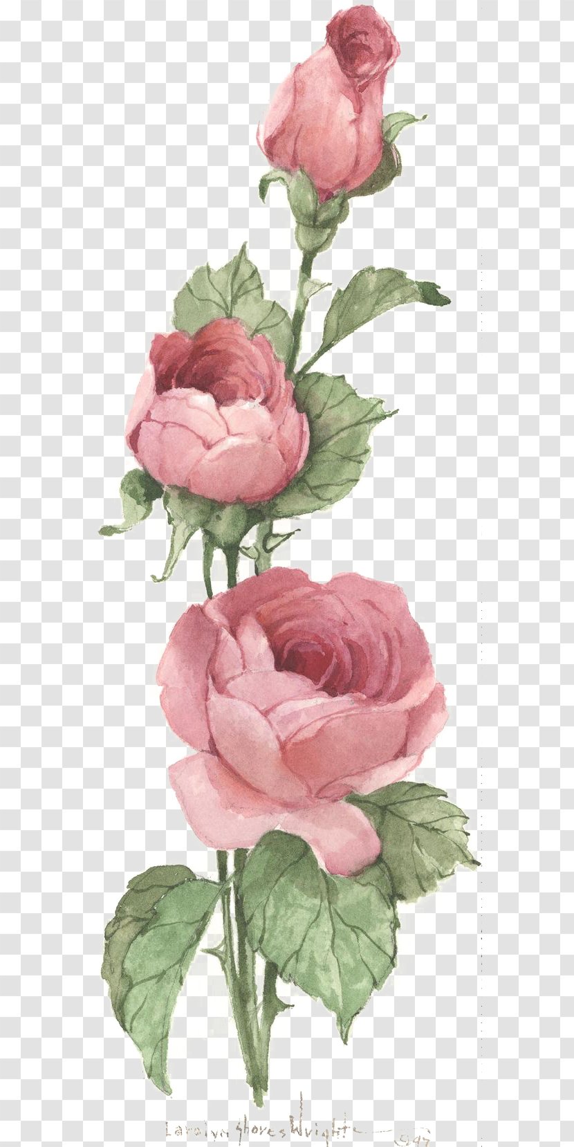 Centifolia Roses Vintage Clothing Pink Antique Clip Art - Rose Transparent PNG