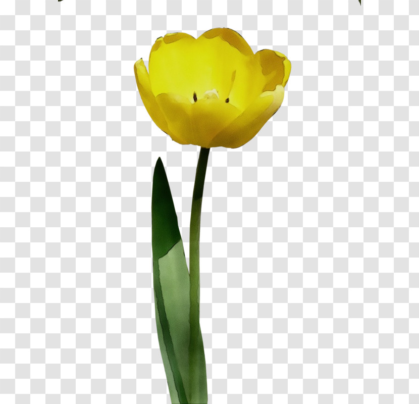Flower Yellow Tulip Petal Plant Transparent PNG