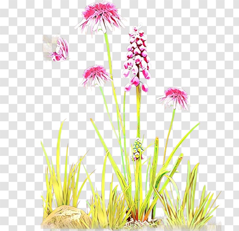 Flowering Plant Flower Aquarium Decor Grass - Wildflower Family Transparent PNG