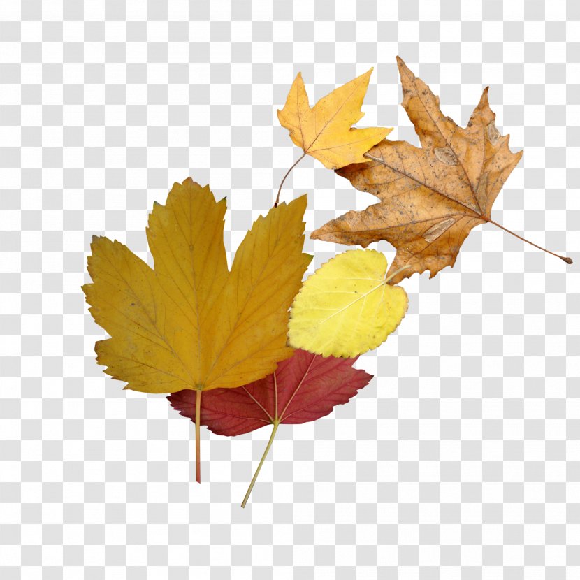 Autumn PicsArt Photo Studio Leaf Image Versos Simples - Color Transparent PNG