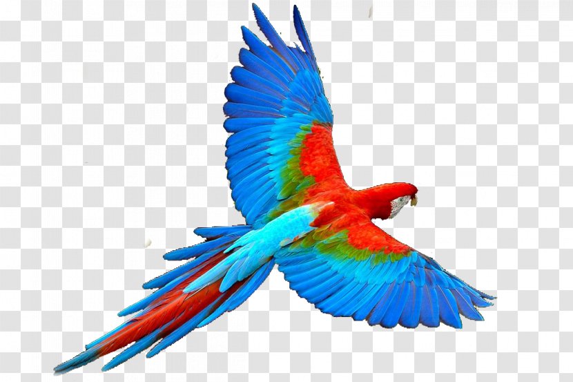 Parrot Bird Flight - Fauna Transparent PNG