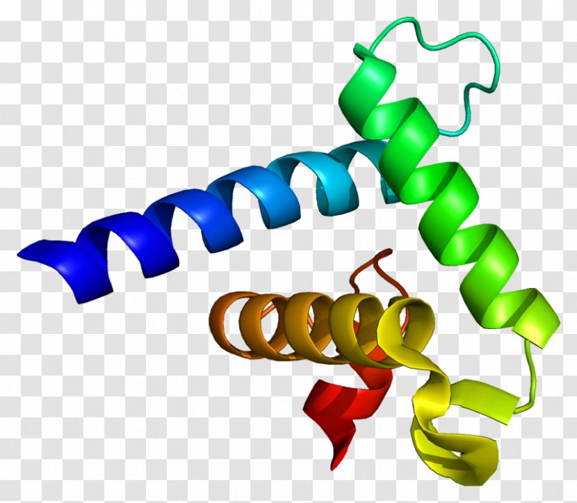 CREB-binding Protein P300-CBP Coactivator Family EP300 - Organism - Gene Transparent PNG