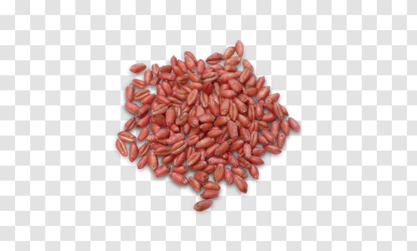 Common Wheat Durum Seed Winter Soybean - Staple Food - Fealds Transparent PNG