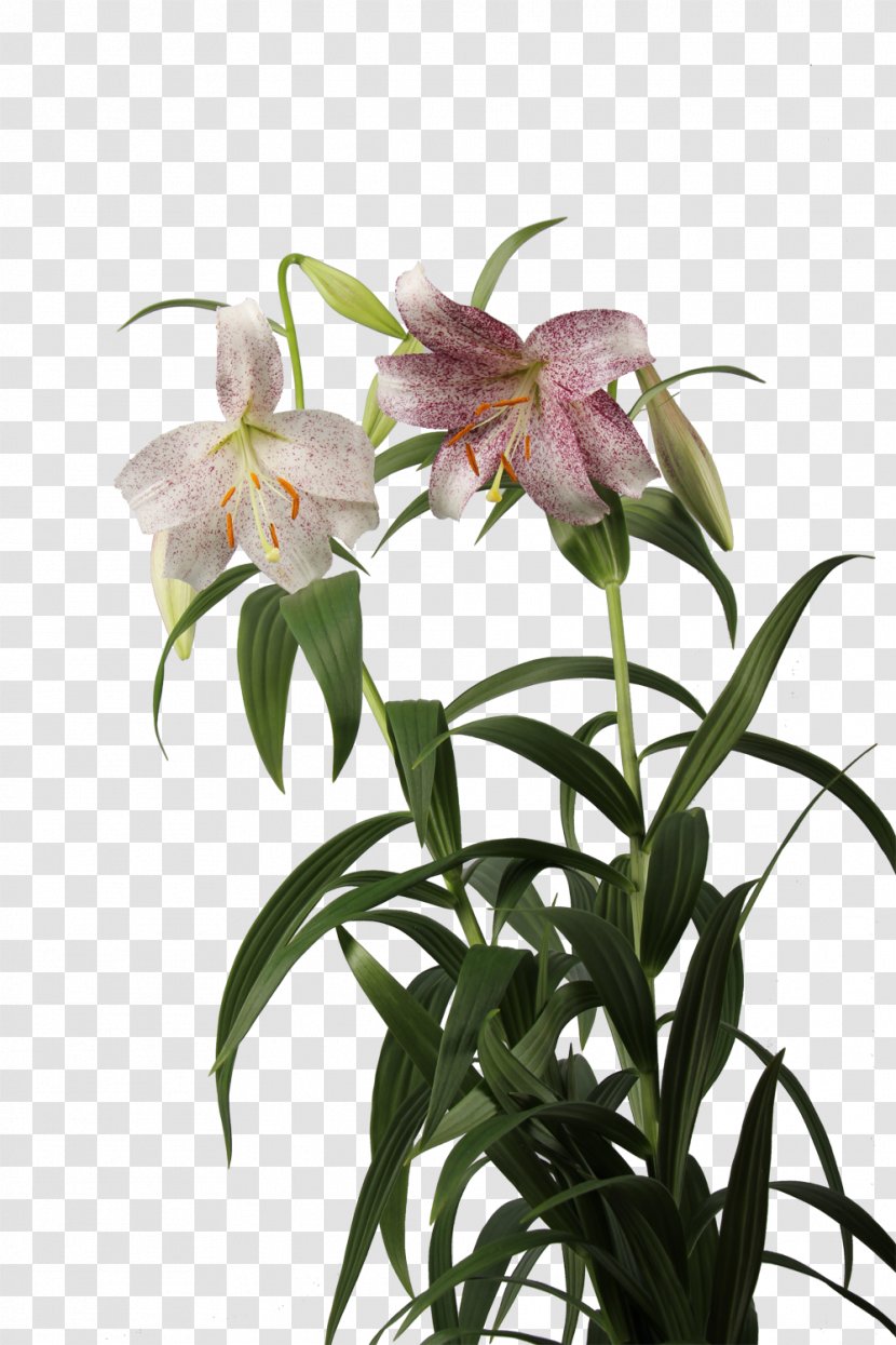 Dendrobium Fritillaries Terrestrial Plant Stem - Flower - Abheben Einer Rakete Transparent PNG
