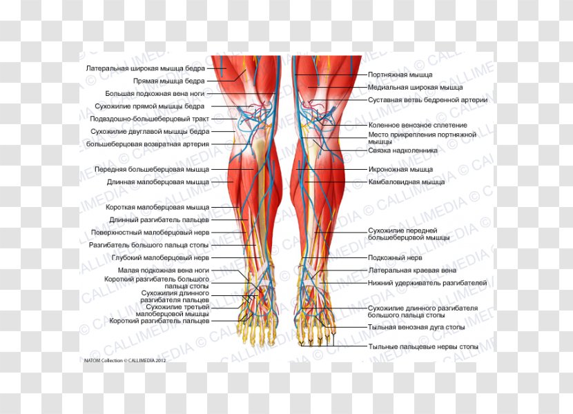 Muscular System Crus Muscle Human Anatomy - Tree Transparent PNG