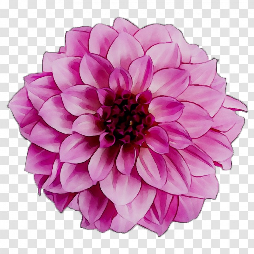 Dahlia Cut Flowers Chrysanthemum Purple Annual Plant - Daisy Family Transparent PNG