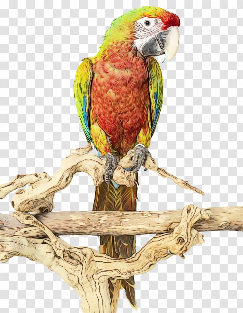Bird Macaw Parrot Beak Parakeet - Supply Toy Transparent PNG