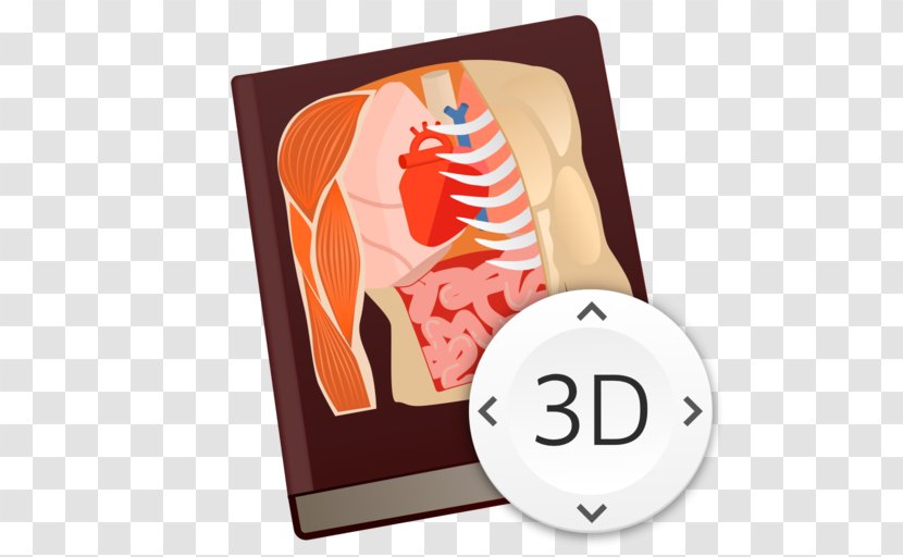 Human Anatomy Body Game Essential - Flower - Frame Transparent PNG