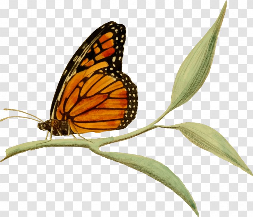 Monarch Butterfly Clip Art - Arthropod - Butterflay Transparent PNG