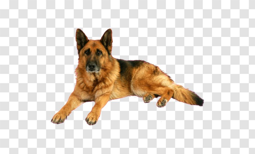 Old German Shepherd Dog King Puppy Shiloh - Mammal Transparent PNG