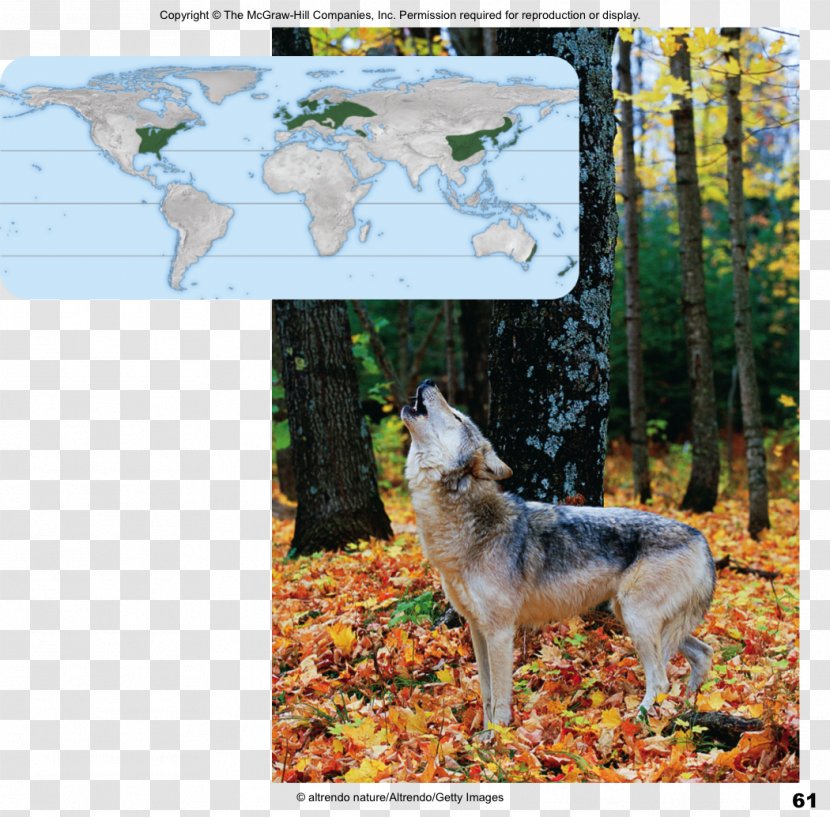 Czechoslovakian Wolfdog Saarloos Dog Breed Coyote - Temperate Coniferous Forest Transparent PNG