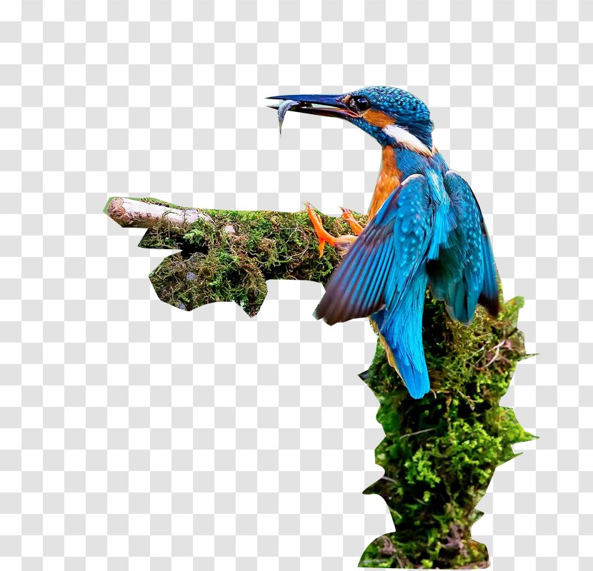 Bird - Drawing - Blue Birds Transparent PNG