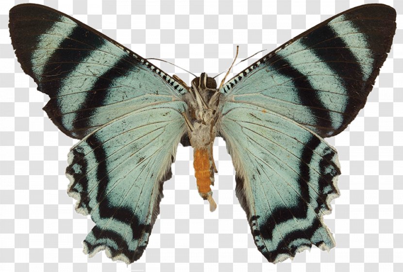 Moth Gossamer-winged Butterflies Butterfly Silkworm Brush-footed Transparent PNG