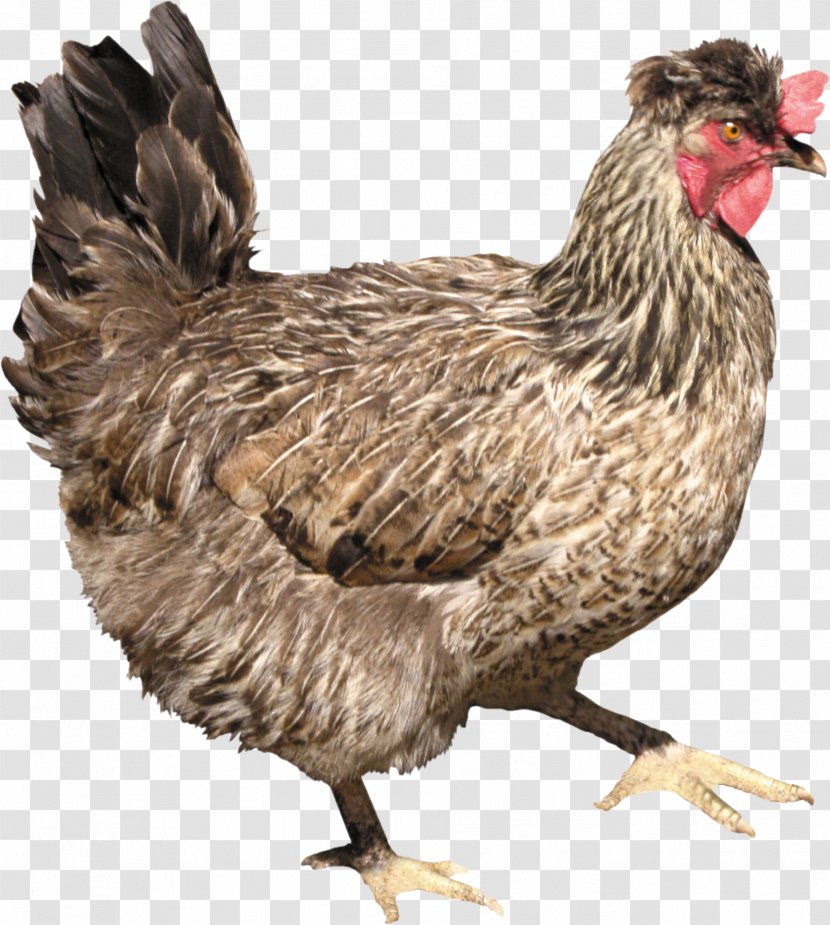 Solid White - Bird - Chicken Image Transparent PNG