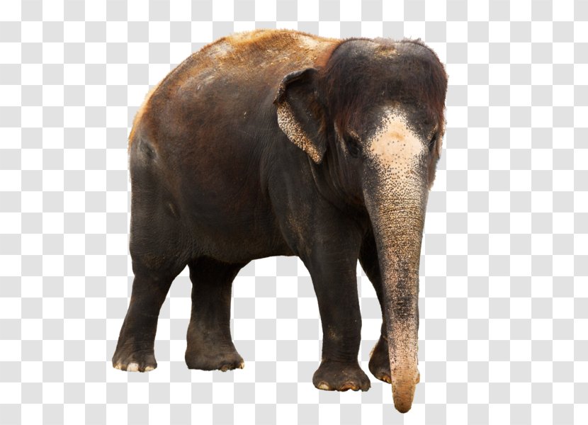 Indian Elephant African Forest - Fauna Transparent PNG