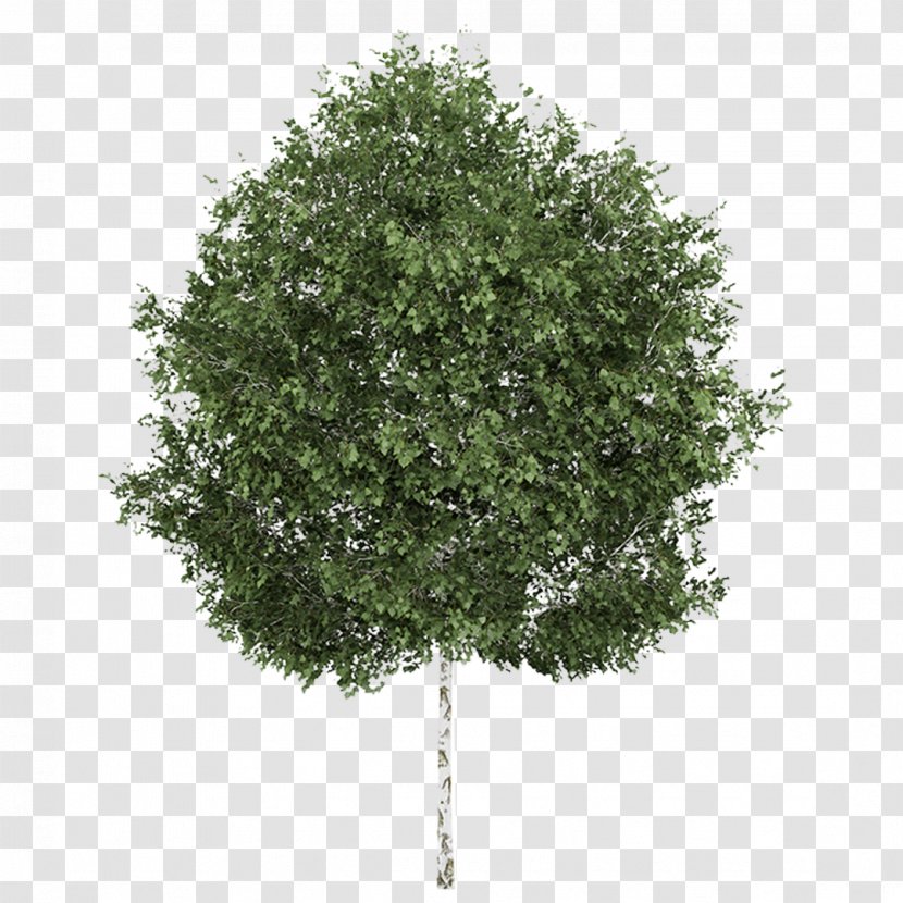 Silver Birch Weeping Willow Betula Alleghaniensis Tree Aspen - Thin Transparent PNG