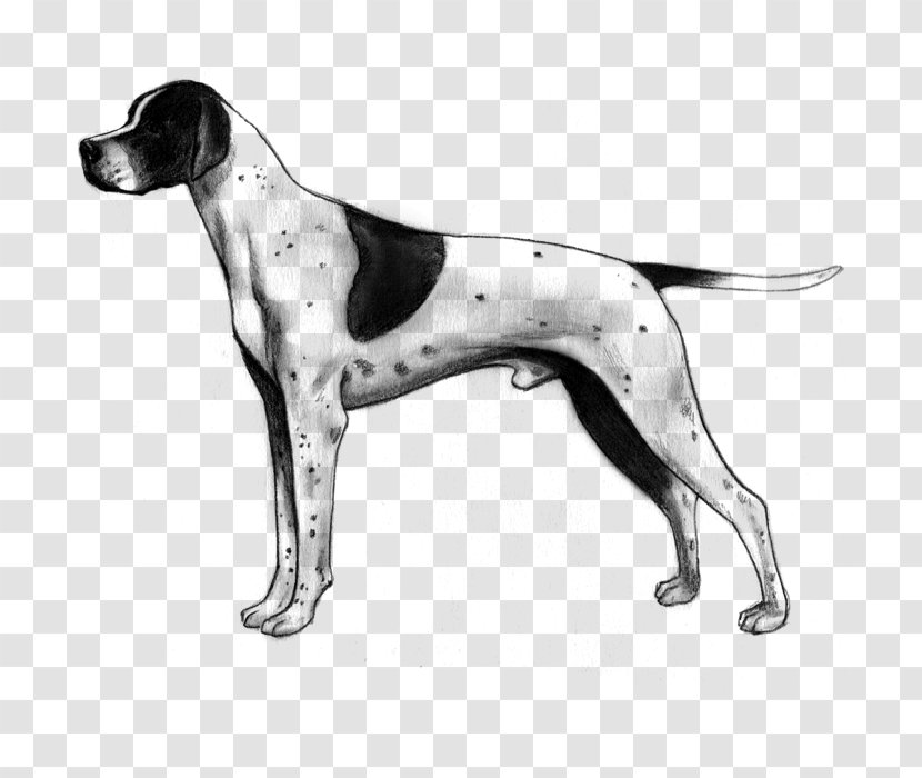 Old Danish Pointer English Foxhound American Harrier - Mixed Breed Transparent PNG