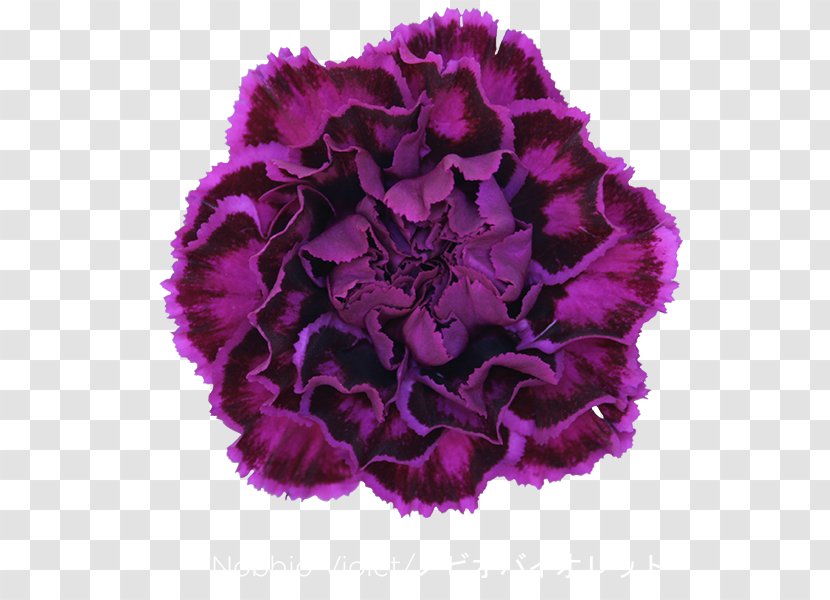 Carnation Cut Flowers Violet Dianthus Chinensis - Magenta - Flower Transparent PNG