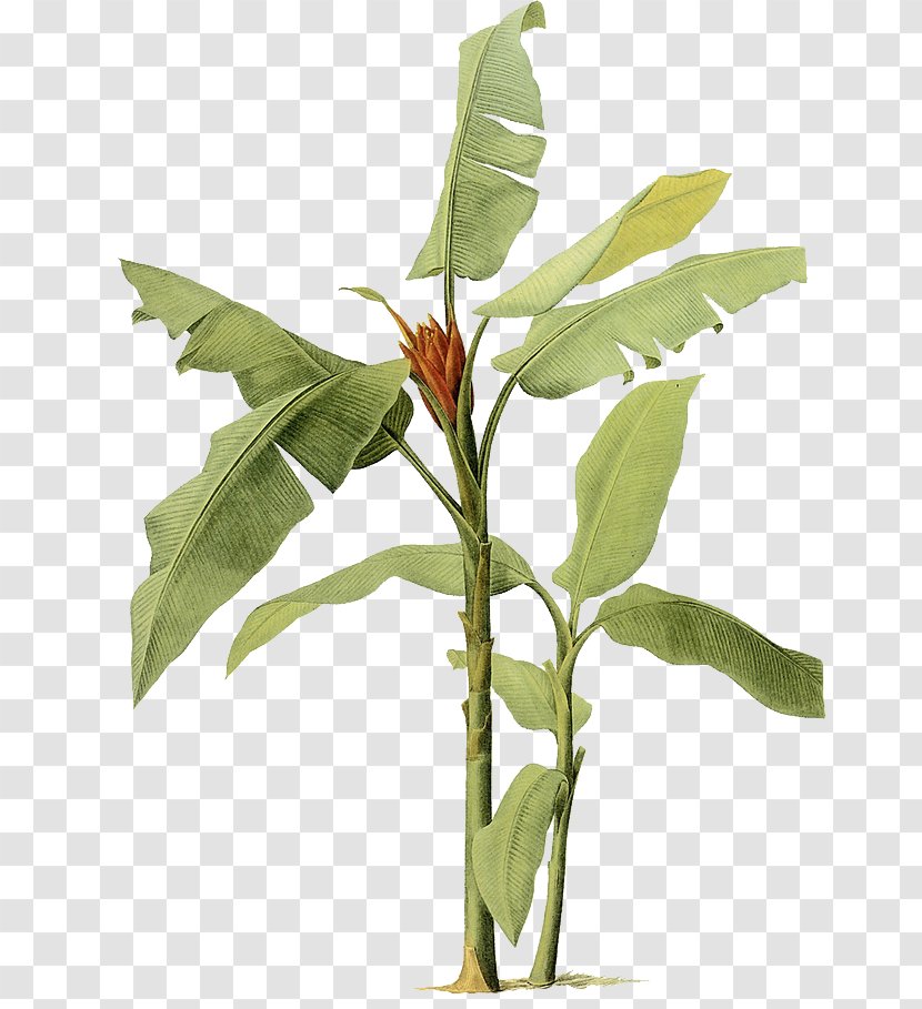 Banana Leaf Painting Tree - Flower Transparent PNG