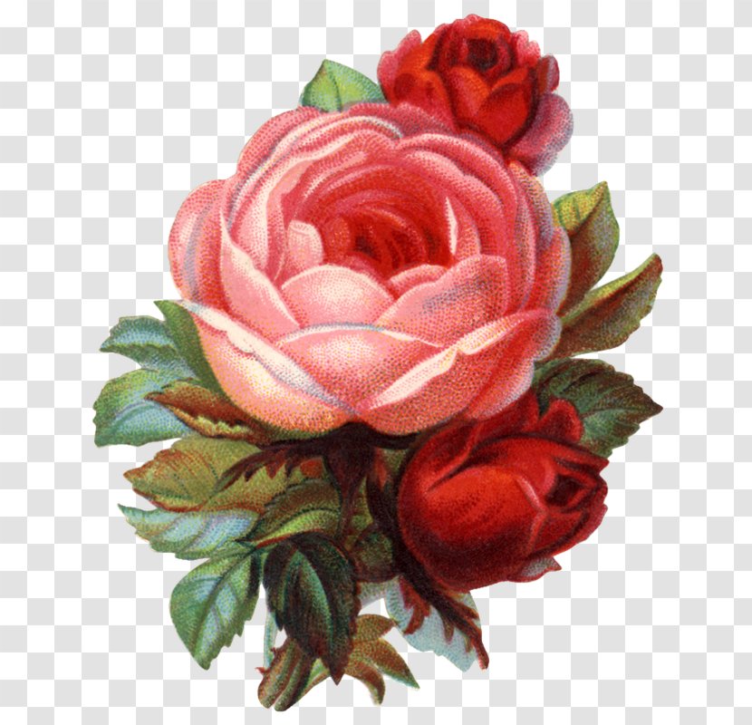 Garden Roses Cabbage Rose Flower Floribunda Floral Design - Cut Flowers Transparent PNG