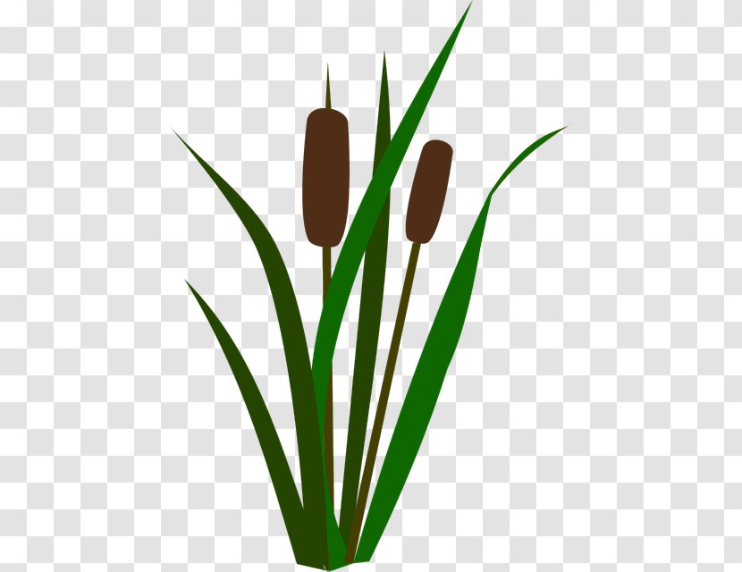 Flower Plant Leaf Tulip Grass - Stem Transparent PNG