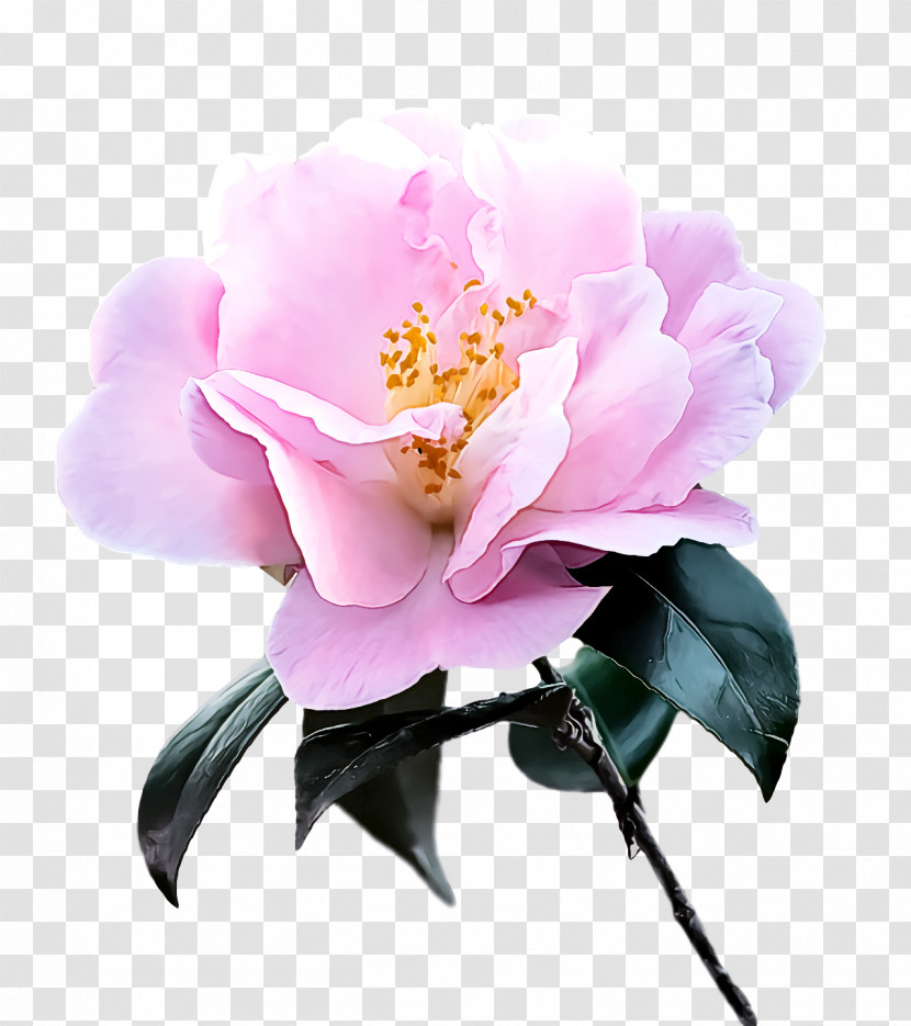 Sasanqua Camellia Cut Flowers Peony Petal Flower Transparent PNG
