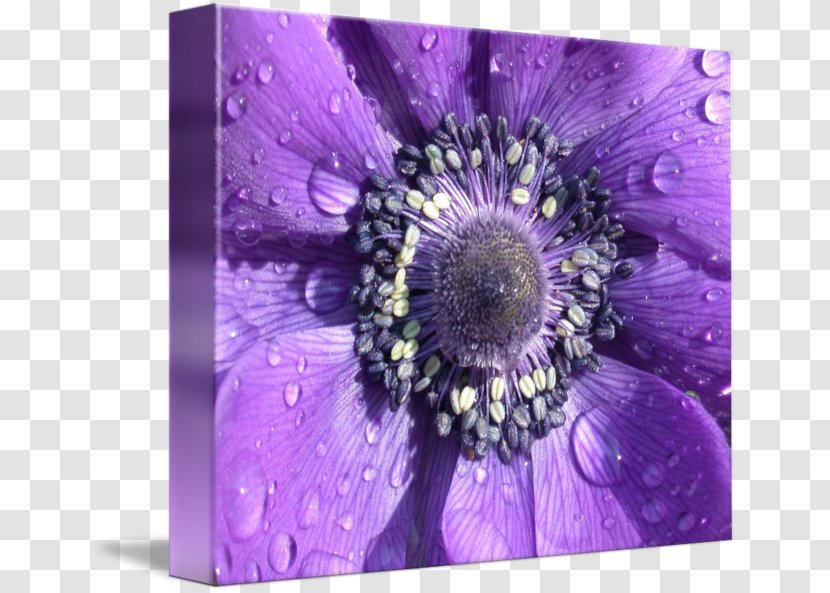 Transvaal Daisy Sea Anemone Violet Close-up Transparent PNG