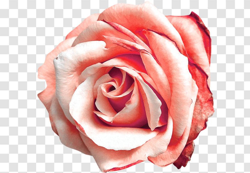 Garden Roses Pink Digital Scrapbooking Centifolia - Flower Transparent PNG