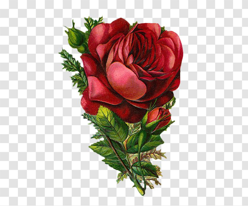 Rose Clip Art - Floral Design - Vintage Flowers Transparent PNG