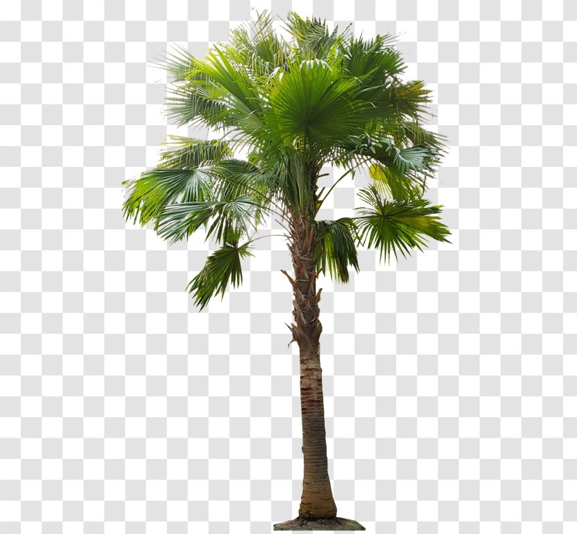 Asian Palmyra Palm Babassu Arecaceae Oil Palms Coconut - Attalea - ต้นมะพร้าว Transparent PNG