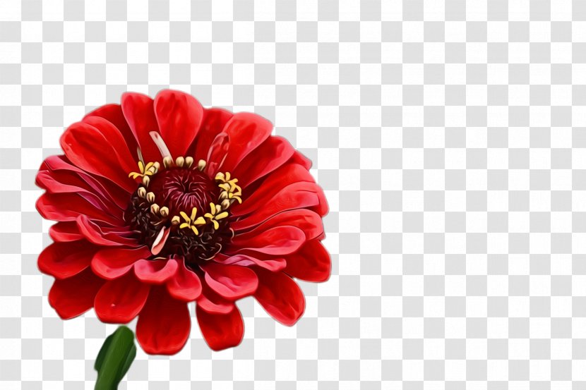 Flower Flowering Plant Petal Zinnia - Paint - Barberton Daisy Gazania Transparent PNG