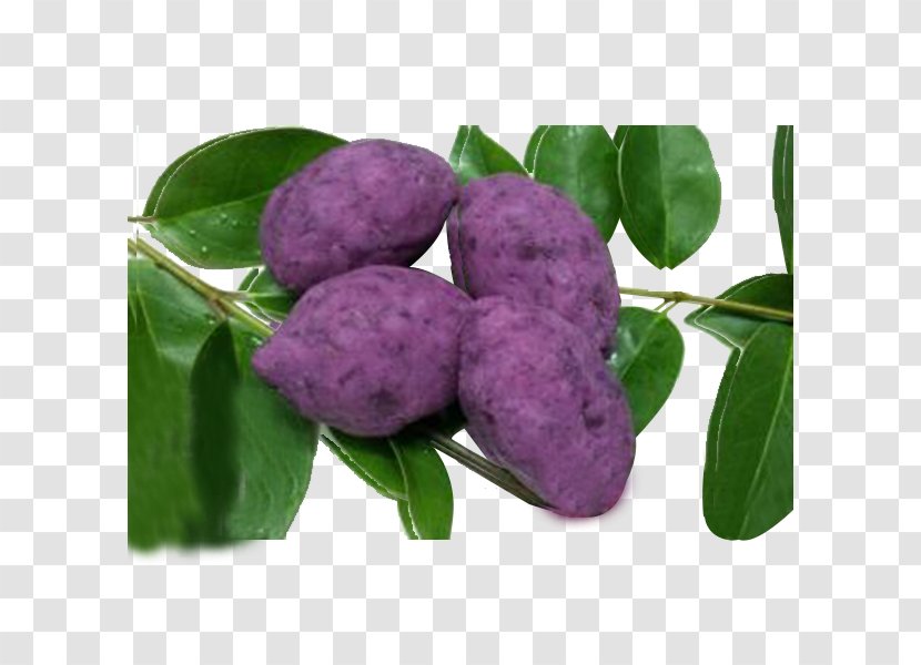 Purple Mulberry Dioscorea Alata Red Cabbage - Food - Full Sweet Potato Transparent PNG