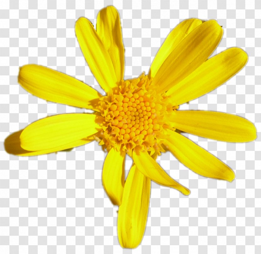 Flower Common Daisy Margarita Euryops Pectinatus - Chrysanths - Flor Transparent PNG