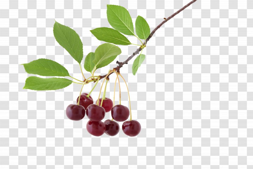 Chokeberry Tree Nut Allergy Gluten-free Diet Paleolithic - Plant Transparent PNG