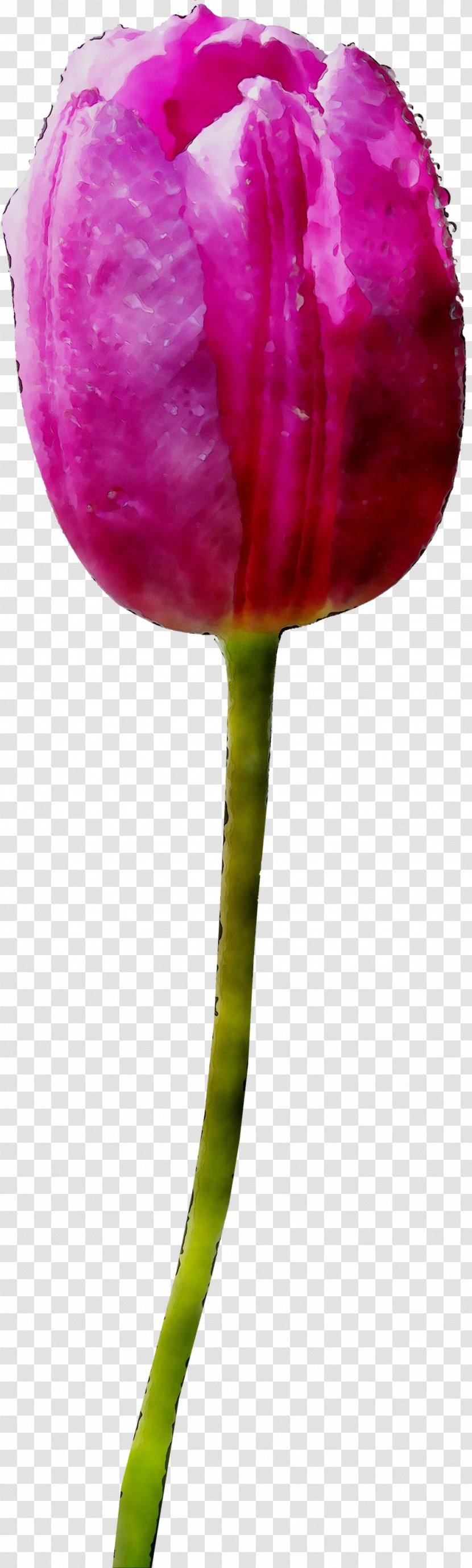 Tulip Plant Stem Cut Flowers Petal - Magenta Transparent PNG