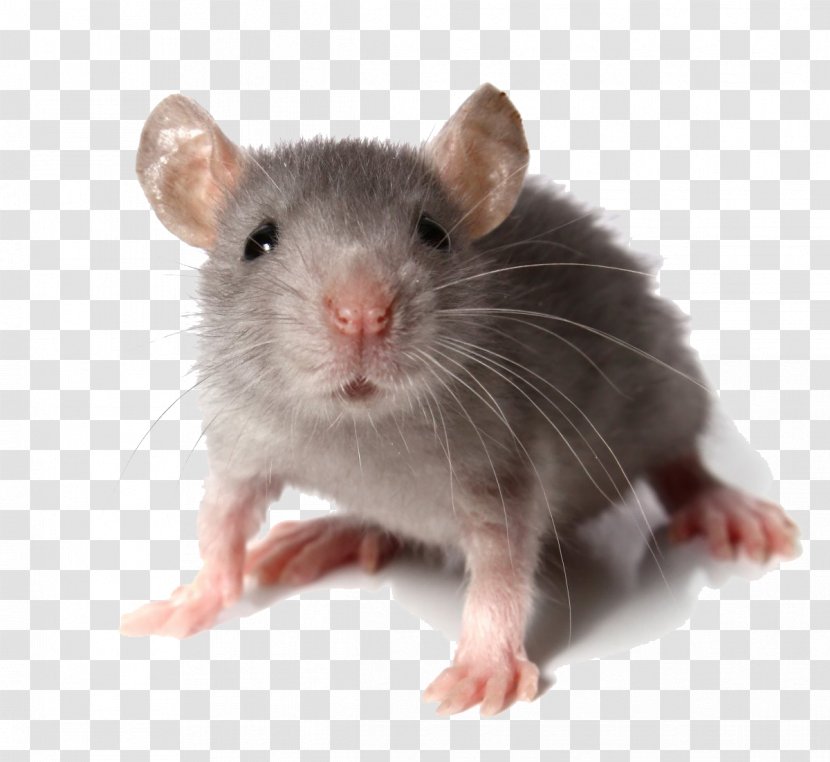 Computer Mouse Rodent Rat Fancy Pest - Mammal Transparent PNG
