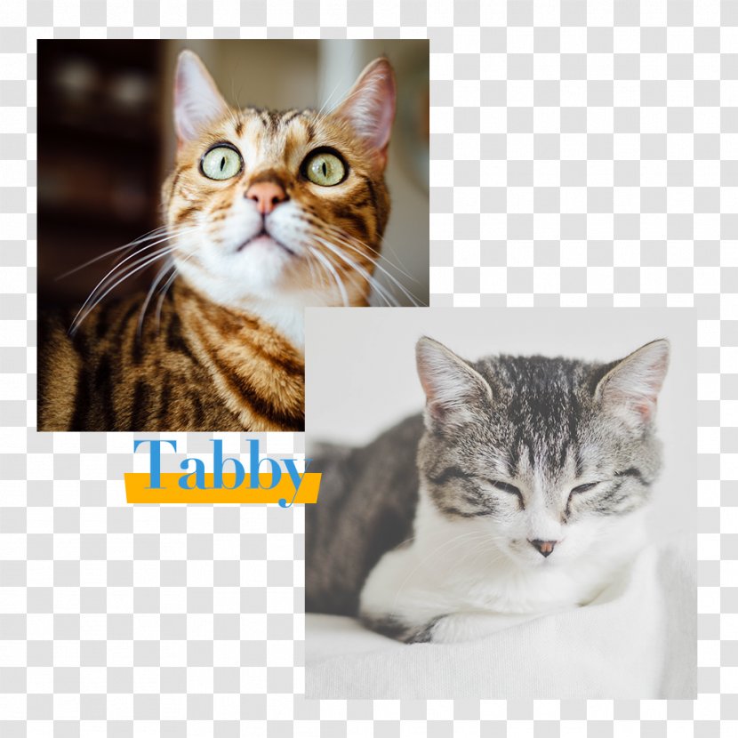 Tabby Cat Behavior Leafpool Pet - Like Mammal Transparent PNG