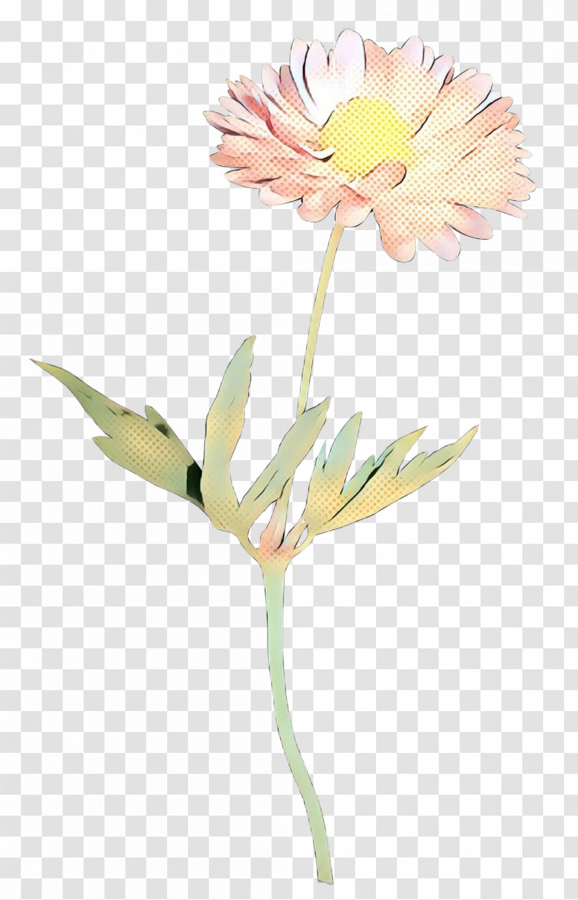 Oxeye Daisy Transvaal Floristry Cut Flowers Petal - Plant Stem - Wildflower Transparent PNG