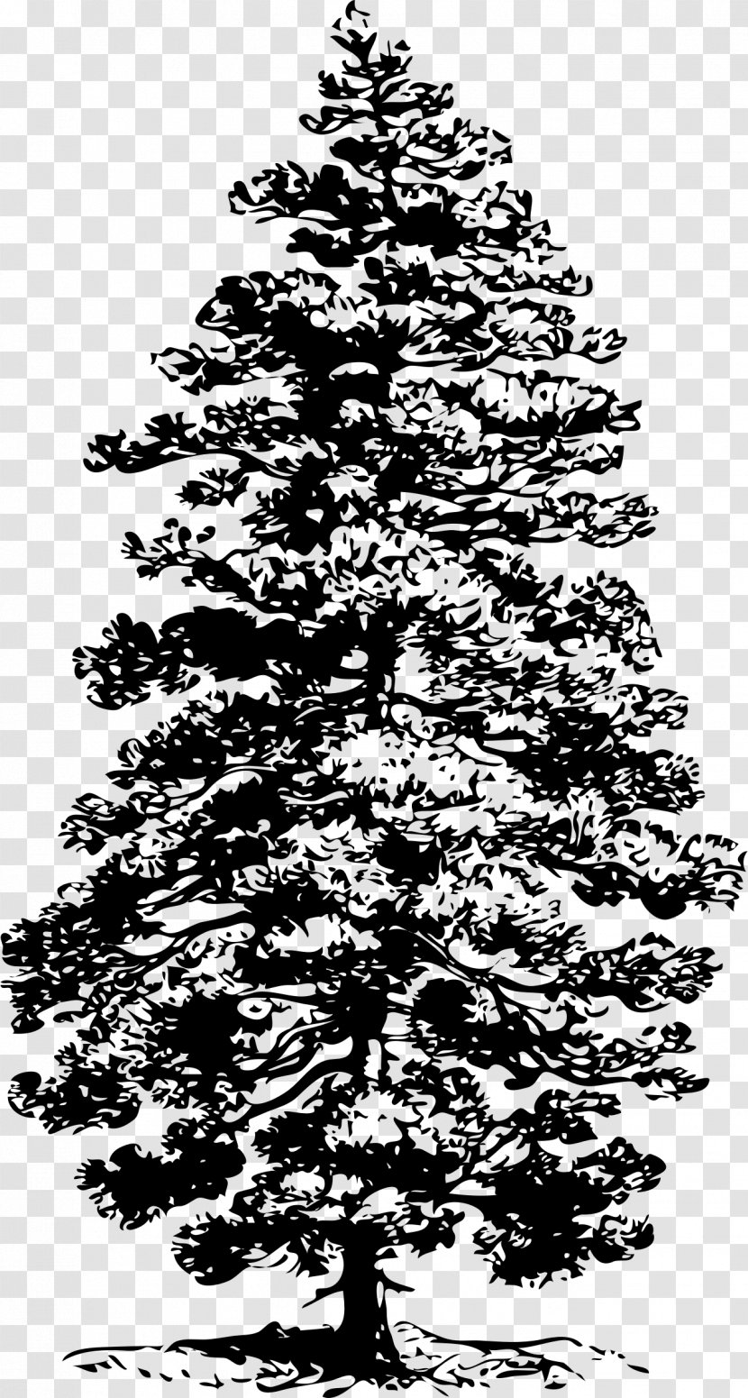Eastern White Pine Tree Clip Art - Larch - Fir-tree Transparent PNG