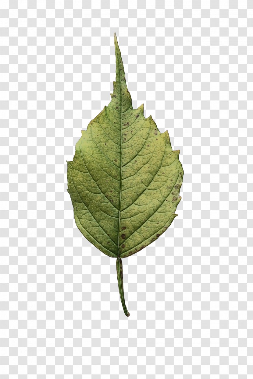Oak Tree Leaf - Green - Anthurium Plant Pathology Transparent PNG
