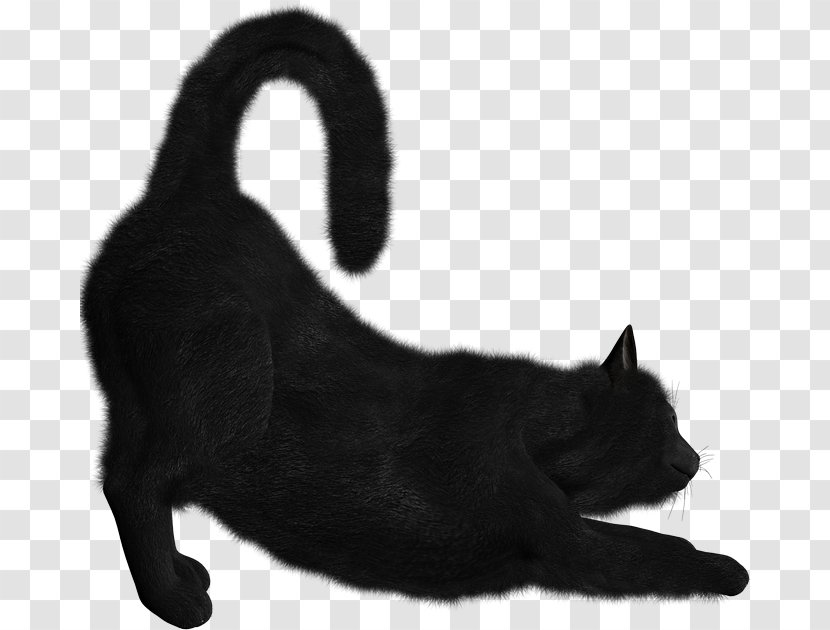 Bombay Cat Kitten Norwegian Forest Siamese Clip Art Transparent PNG
