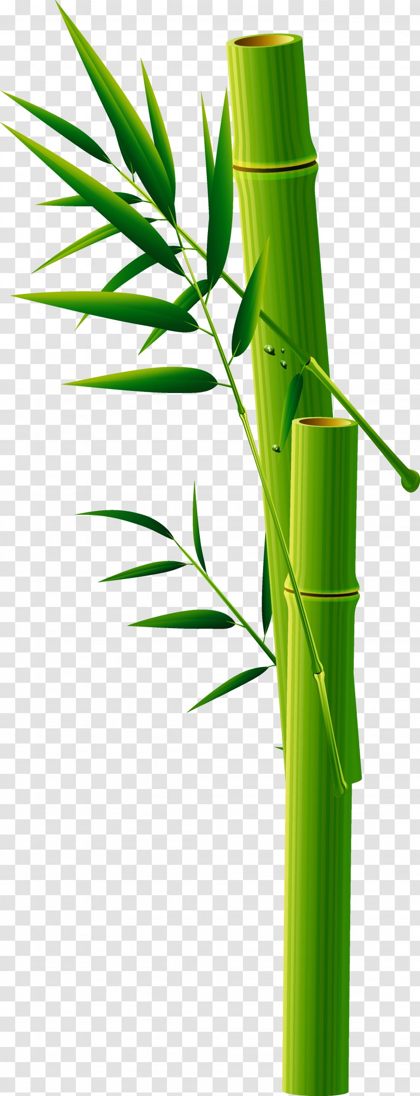 Bamboo Business Card Visiting - Green Transparent PNG