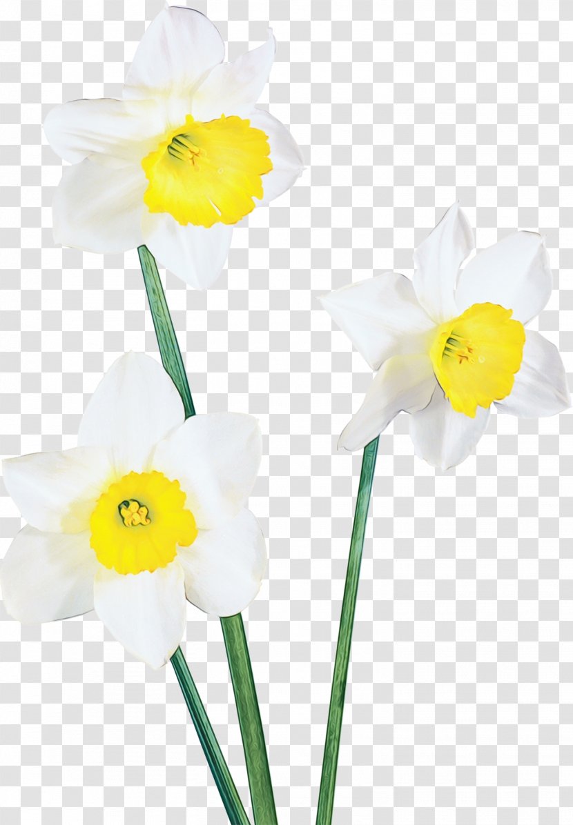 Flower Flowering Plant Yellow Narcissus Petal - Stem Pedicel Transparent PNG