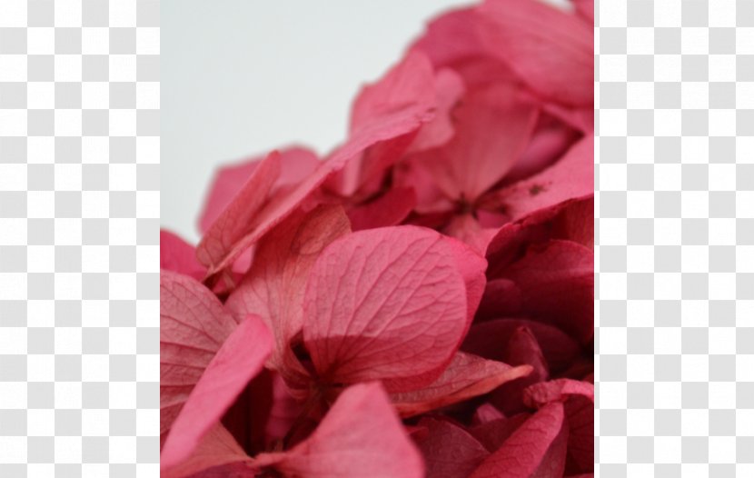 Close-up - Petal - Hortensie Transparent PNG